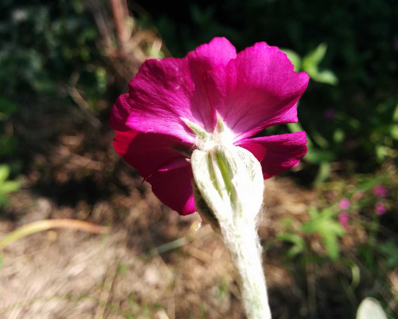 Lychnis coronaria